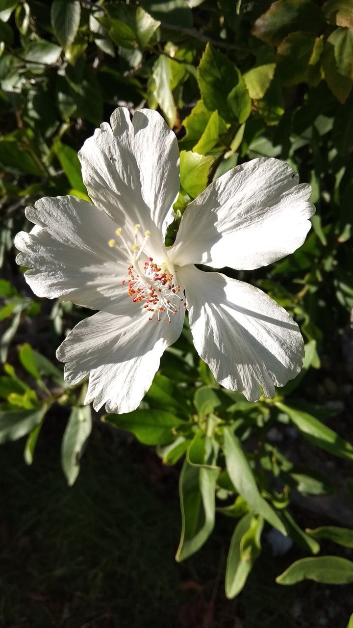 CLOSE-UP OF WHITE FLOWER ON PLANT OUTDOORS