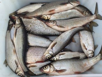 Directly above shot of dead fish in container