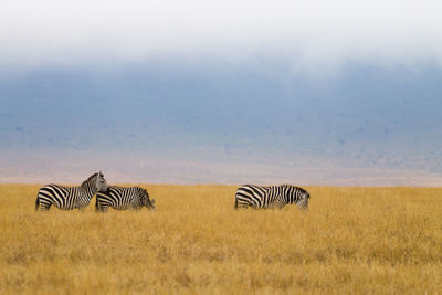 View of zebras on landscape against the sky