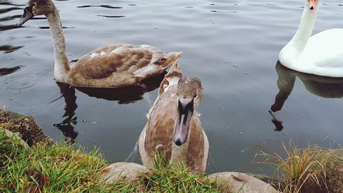 High angle view of swan swimming on lake