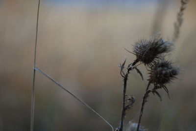 Close-up of dried plant against sky