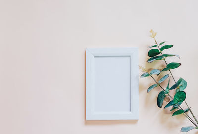 Flower against white wall