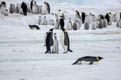 Family of emperor penguins with colony in background in icy antarctic landscape