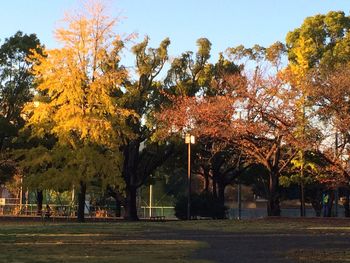 Trees in park