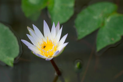 Close-up of lotus water lily in pond