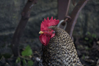 Close-up of a bird