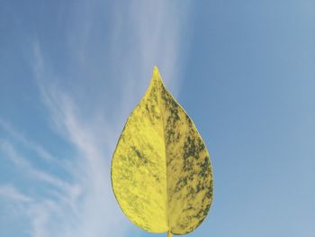 Close-up of yellow leaf against blue sky