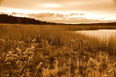 Scenic view of field against sky at sunset