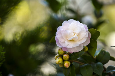 Close-up of white rose