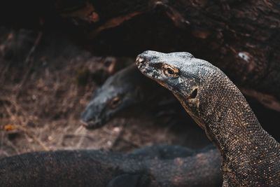 Close-up of komodo dragon on rock