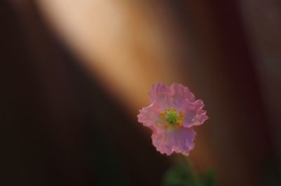 Close-up of pink flower against blurred background