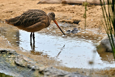 Long beak bird drinking water in a lake