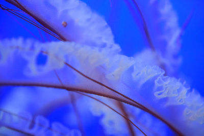 Close-up of plant against blue sky