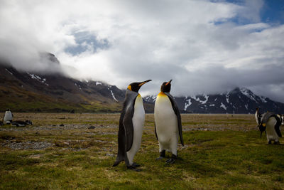 Penguins perching on field against cloudy sky