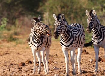 Zebras standing on field