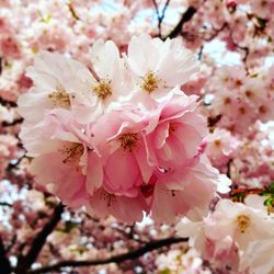 Close-up of pink cherry blossoms in spring