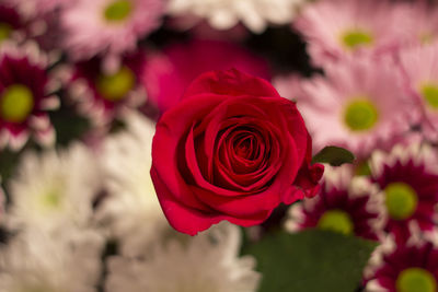 Close-up of rose bouquet