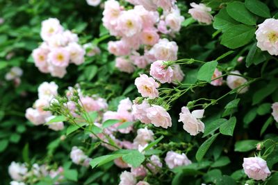 Close-up of pink flowers on branch