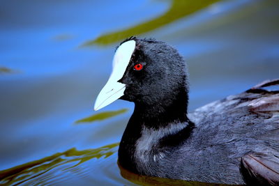 Close-up of duck swimming in lake