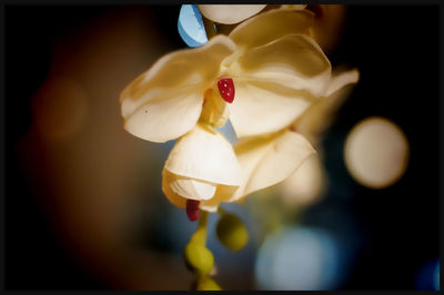 Close-up of flowers