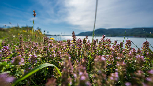 Close-up of purple flowering plants on field against sky