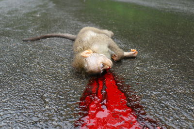 Dead bleeding monkey on road.