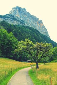 Country road passing through forest