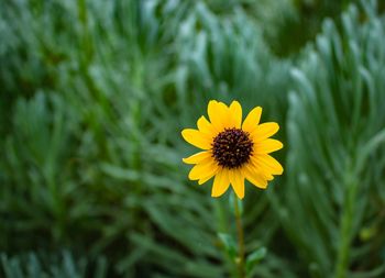 Close-up of yellow flower against blurred background