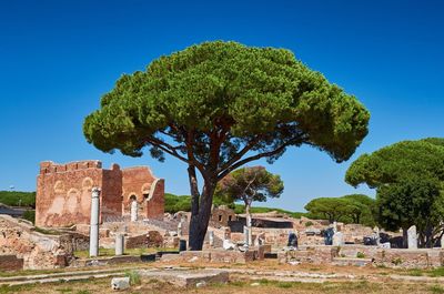 Trees growing amidst old ruin against sky