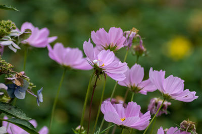 Close-up of a pink flowering plant