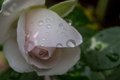 Close-up of wet rose