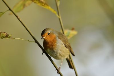 Close-up of bird perching on twig