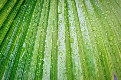 Full frame of water drops on leaf