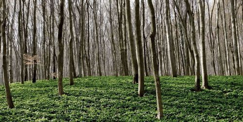 Trees in forest