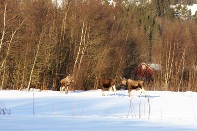 Scenic view of snow covered field