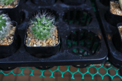 Close-up of succulent plant in pot