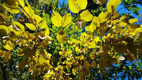 Full frame shot of tree