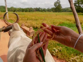 Cropped hands holding crops with animal on agricultural field