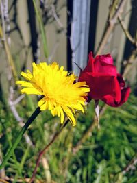 Close-up of yellow flower blooming outdoors