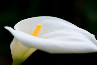 Close-up of white rose flower against black background