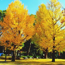 Trees in park