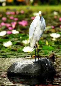 Bird perching on rock by lake