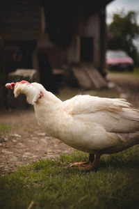 View of a bird on field