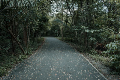 Road amidst trees in forest