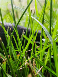 Close-up of grass growing on field