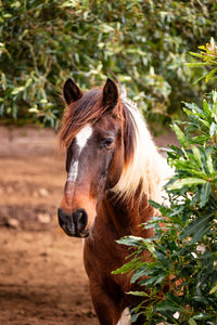 Horse standing on field