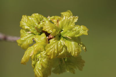 Close-up of flowers against blurred background