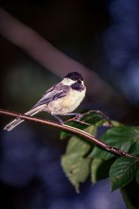 Close-up of bird perching on leaf