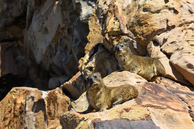 Rock hyrax pair looking into the distance procavia capensis