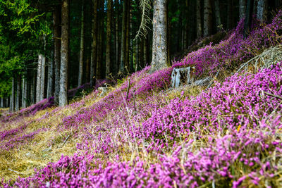 Purple flowering plants on field in forest